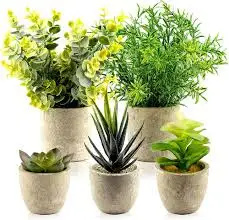 Thú cưng hạnh phúc mang lại niềm vui cho cả gia đình bạn!